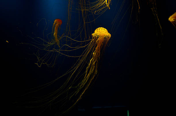 органические джелли фиш - box jellyfish стоковые фото и изображения