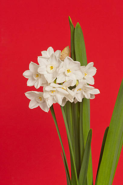 Paperwhite Flowers on Red Background "A sure sign that spring is here is the first sighting of paperwhites, Narcissus papyraceus.  Many gardeners like to force this bulbous flower into blooming around Christmas to add color indoors and a very strong fragrance." paperwhite narcissus stock pictures, royalty-free photos & images