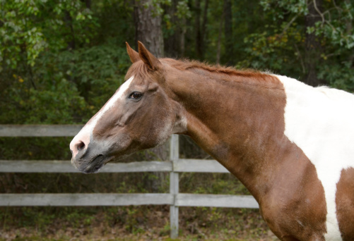 My healthy 31 year old gentle sweetheart.