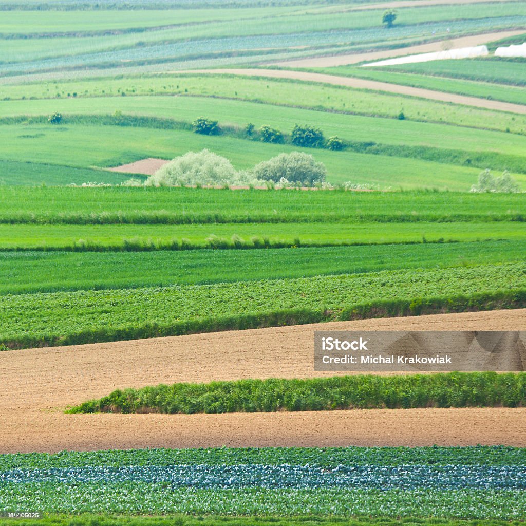 Paesaggio agricolo - Foto stock royalty-free di Agricoltura