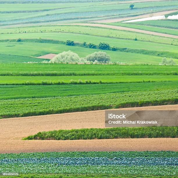 Paesaggio Agricolo - Fotografie stock e altre immagini di Agricoltura - Agricoltura, Albero, Ambientazione esterna