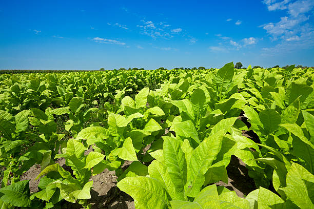tobacco rows on the field under sharp sunlight; argb color spacesee other similar images: