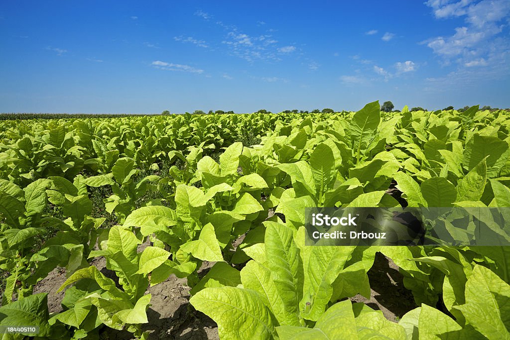 tobacco field - Стоковые фото Табак - сельскохозяйственная культура роялти-фри