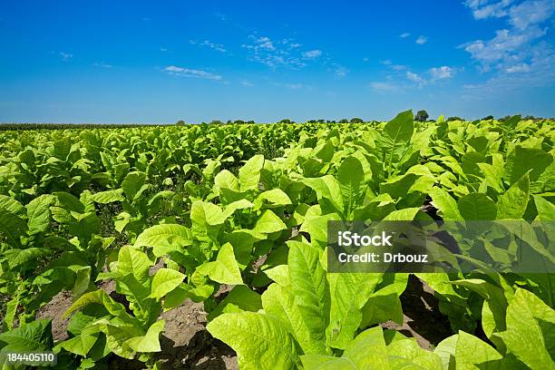 Tobacco Field — стоковые фотографии и другие картинки Табак - сельскохозяйственная культура - Табак - сельскохозяйственная культура, Сельское хозяйство, Поле