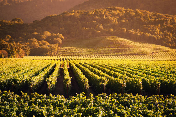 uva paisaje de viñedos de napa valley california campo de cultivo de parra - napa grape vineyard vine fotografías e imágenes de stock