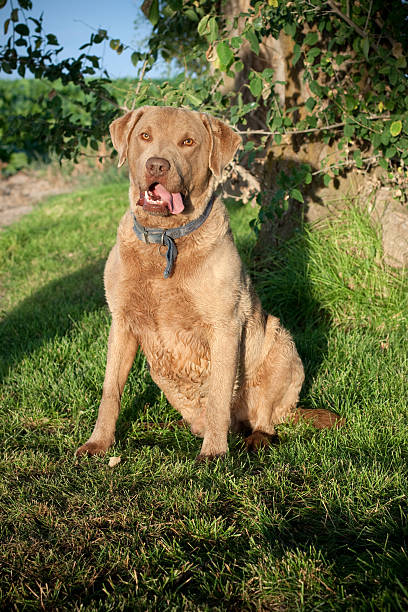 istock Chesapeake Bay Retriever Dog on Grass 184405498