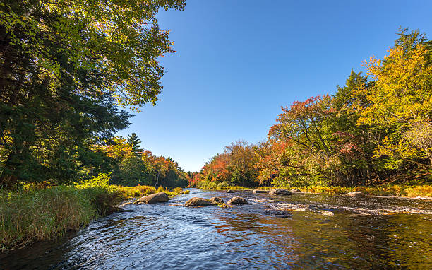 istock Landscape with forest river in autumn 184405805