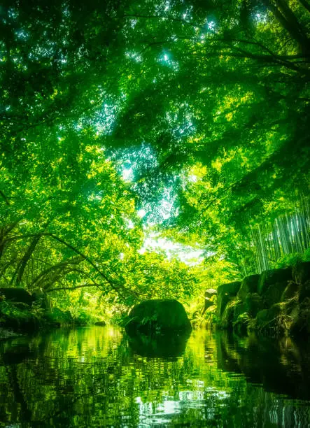 The green shining waterside
