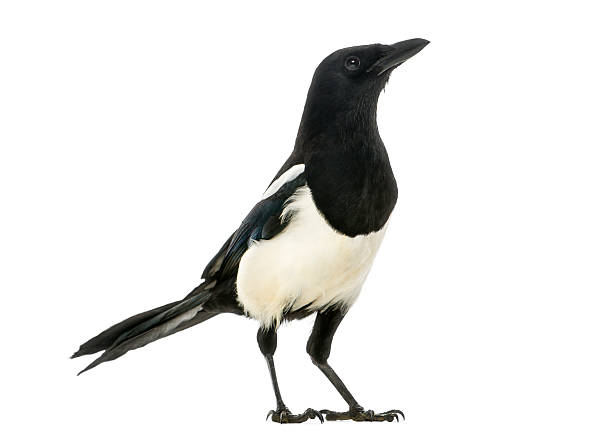 istock Side view of a Common Magpie looking up, isolated 184408199