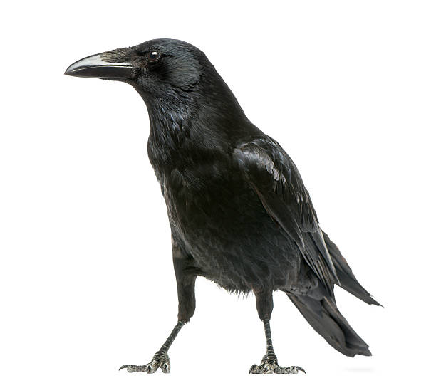 istock Side view of a Carrion Crow, Corvus corone, isolated 184408200