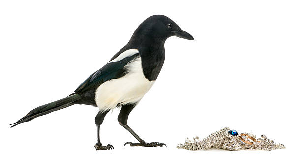 istock Side view of a Common Magpie with jewellery 184408220