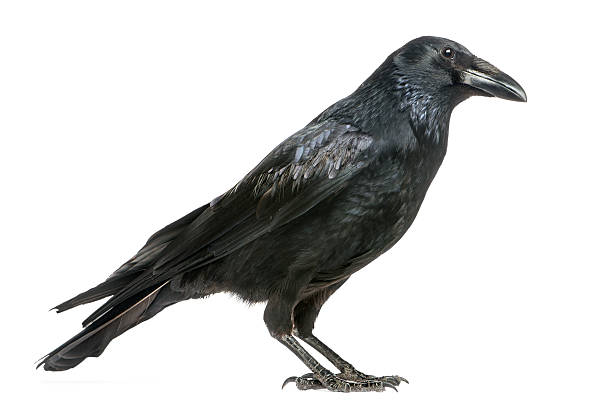 istock Side view of a Carrion Crow, Corvus corone, isolated 184408336