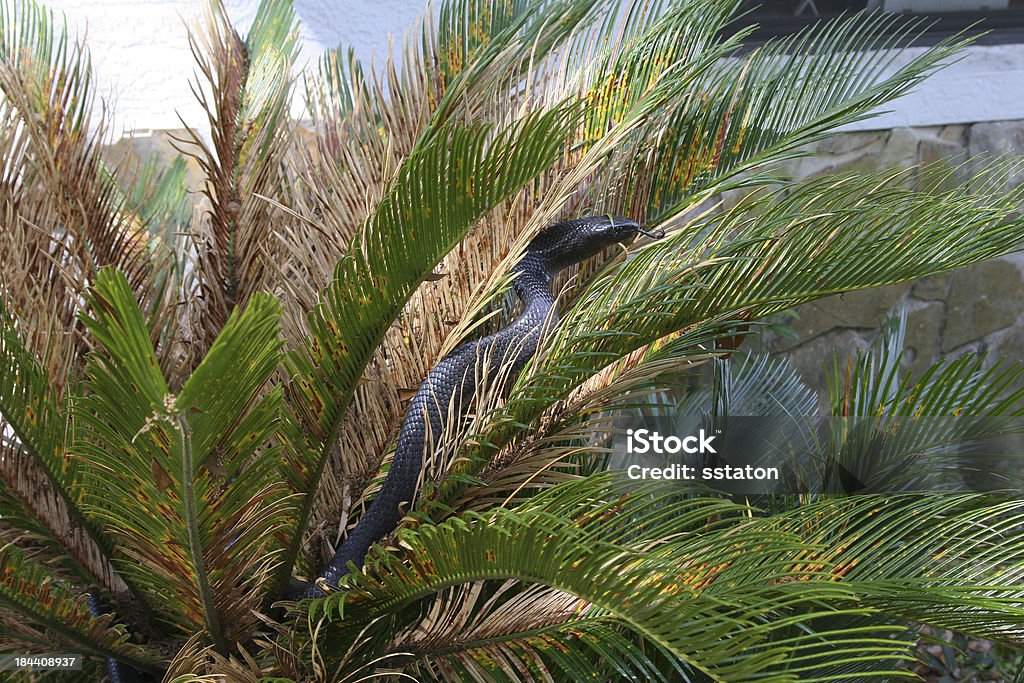 Eastern Indigo Snake im Sabal Palm - Lizenzfrei Schlange - Kriechtier Stock-Foto