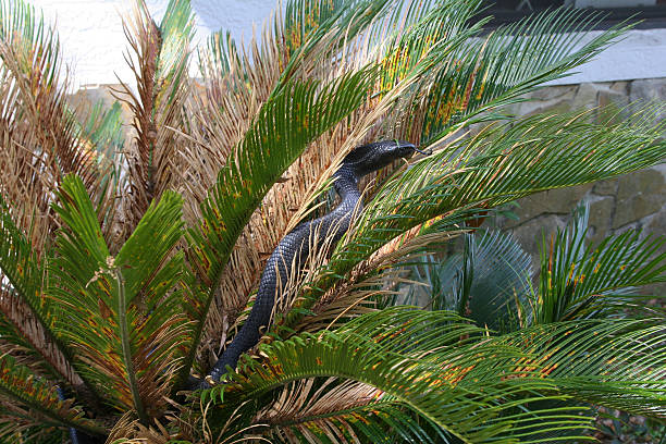 Indigo de serpent au Sabal Palm - Photo