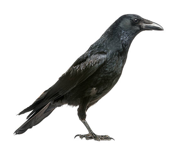 istock Side view of a Carrion Crow, Corvus corone, isolated 184408994