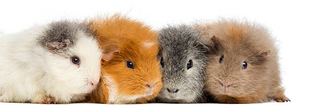 istock Swiss Teddy Guinea Pigs in a row, isolated on white 184409135