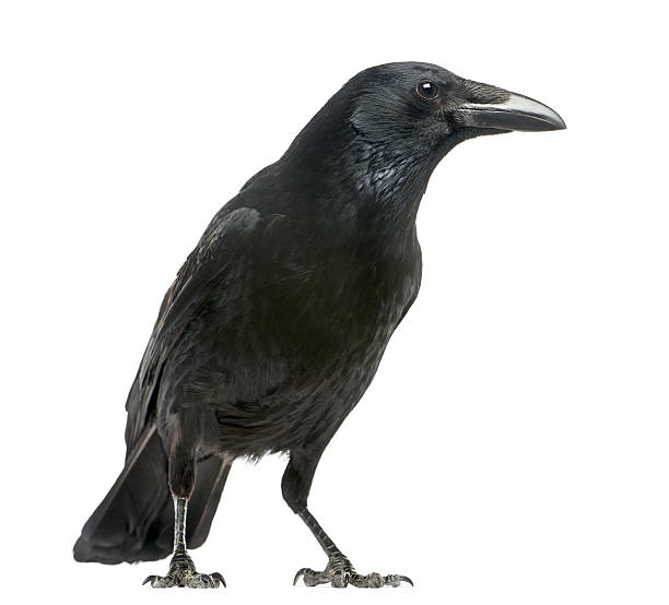Side view of a Carrion Crow, Corvus corone, isolated Side view of a Carrion Crow, Corvus corone, isolated on white crow bird photos stock pictures, royalty-free photos & images