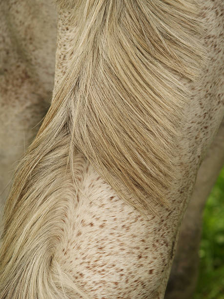 detalhe de cavalo-marinho e juba - hellbraun imagens e fotografias de stock