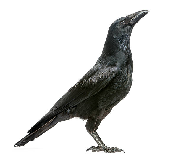 istock Side view of a Carrion Crow looking up, Corvus corone 184409344