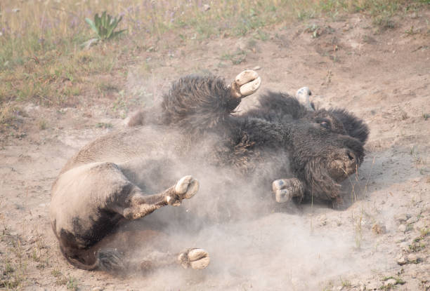 A wild buffalo rolling in the the dirt on it's back , creating a dust cloud