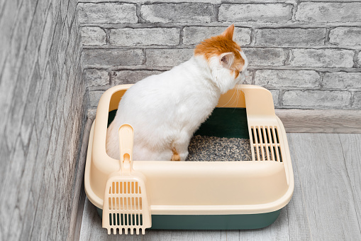 domestic cat sitting in a litter box. cat relieves itself in the litter box. High quality photo