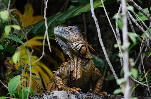 Close view of the head of a iguana lizard.
