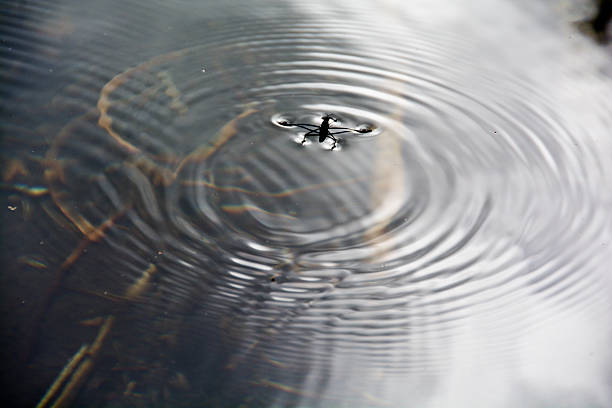 istock Water strider making big ripples in a small pond 184411914