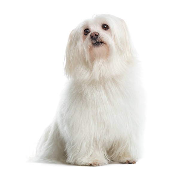 istock Maltese sitting, looking up, isolated on white 184411946