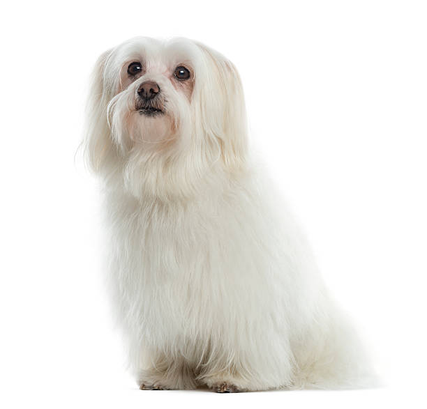 istock Maltese sitting, looking up, isolated on white 184411979