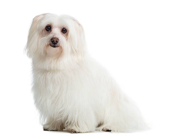 istock Maltese sitting, looking at the camera, isolated on white 184413230