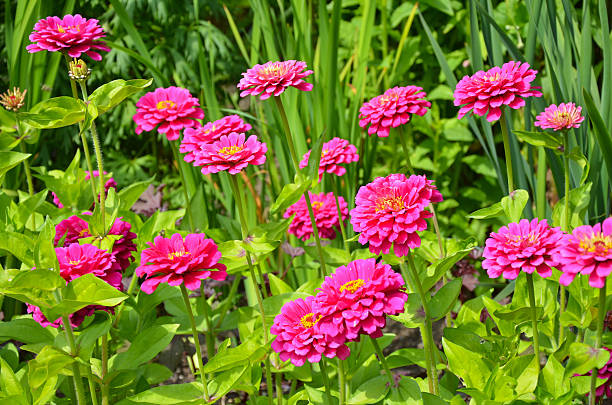 istock Pink zinnia flower garden 184413594