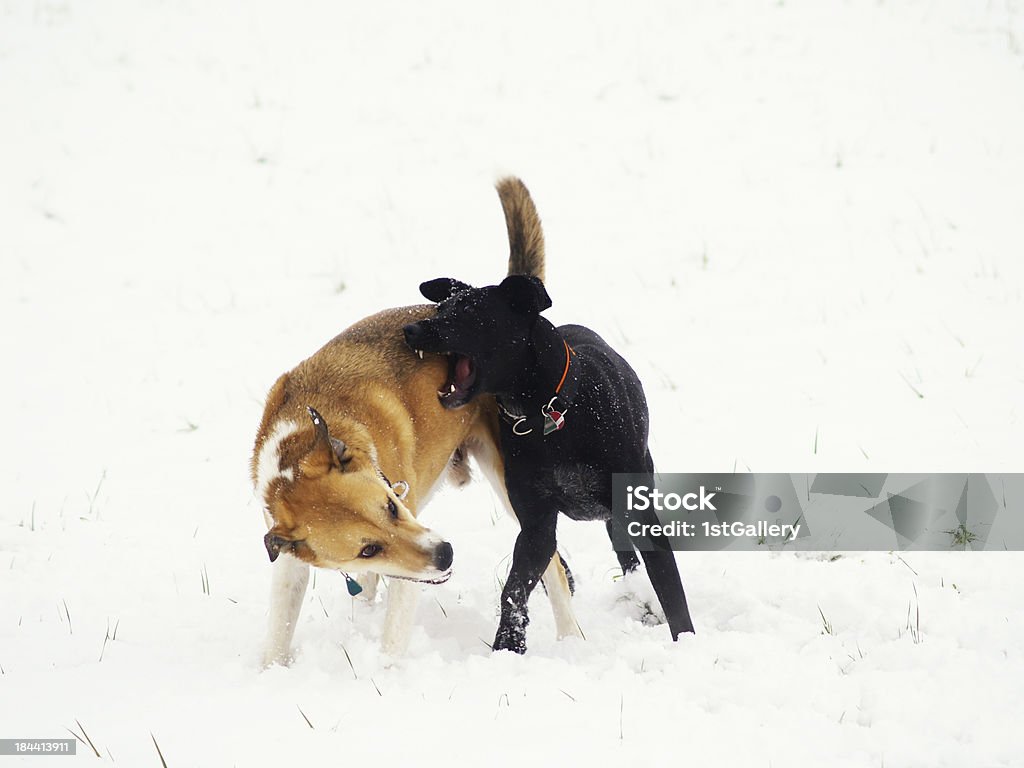 two dogs in the snow two dogs are playing in the snow (4) Biting Stock Photo