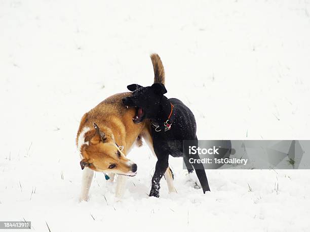 Two Dogs In The Snow Stock Photo - Download Image Now - Biting, Black Color, Close-up