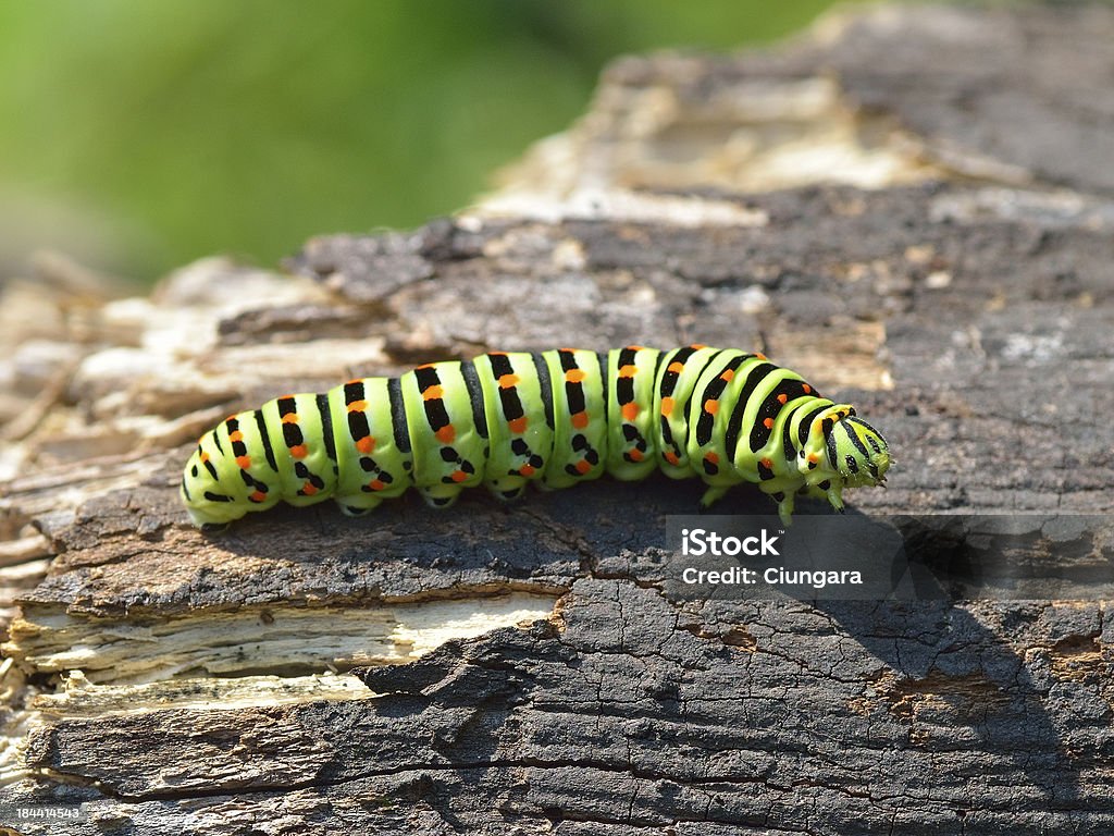 Caterpillar - Foto de stock de Aire libre libre de derechos