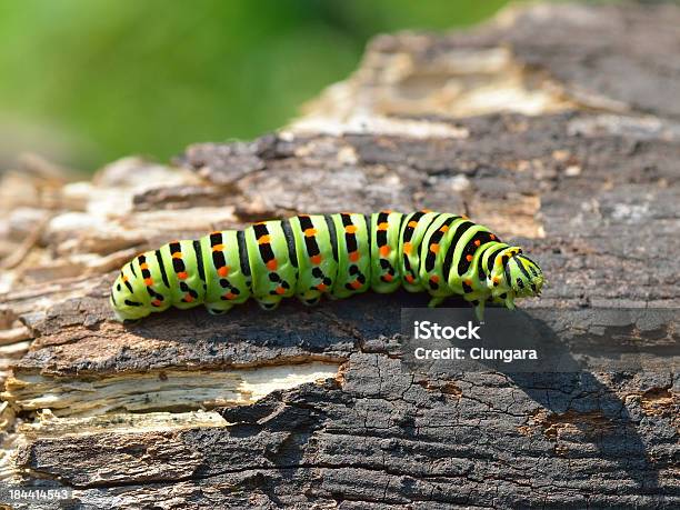 Caterpillar Foto de stock y más banco de imágenes de Aire libre - Aire libre, Animal, Cambio