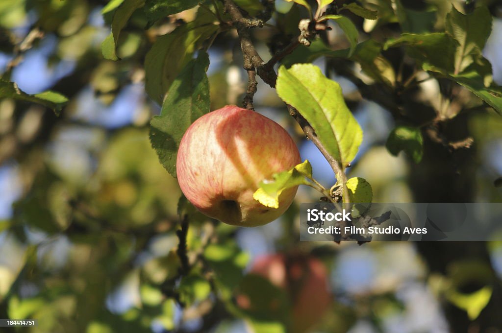 Pommes sur une branche - Photo de Agriculture libre de droits