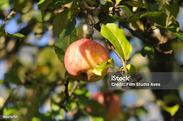 Photo libre de droit de Pommes Sur Une Branche banque d'images et plus d'images libres de droit de Agriculture - Agriculture, Aliment, Aliments et boissons