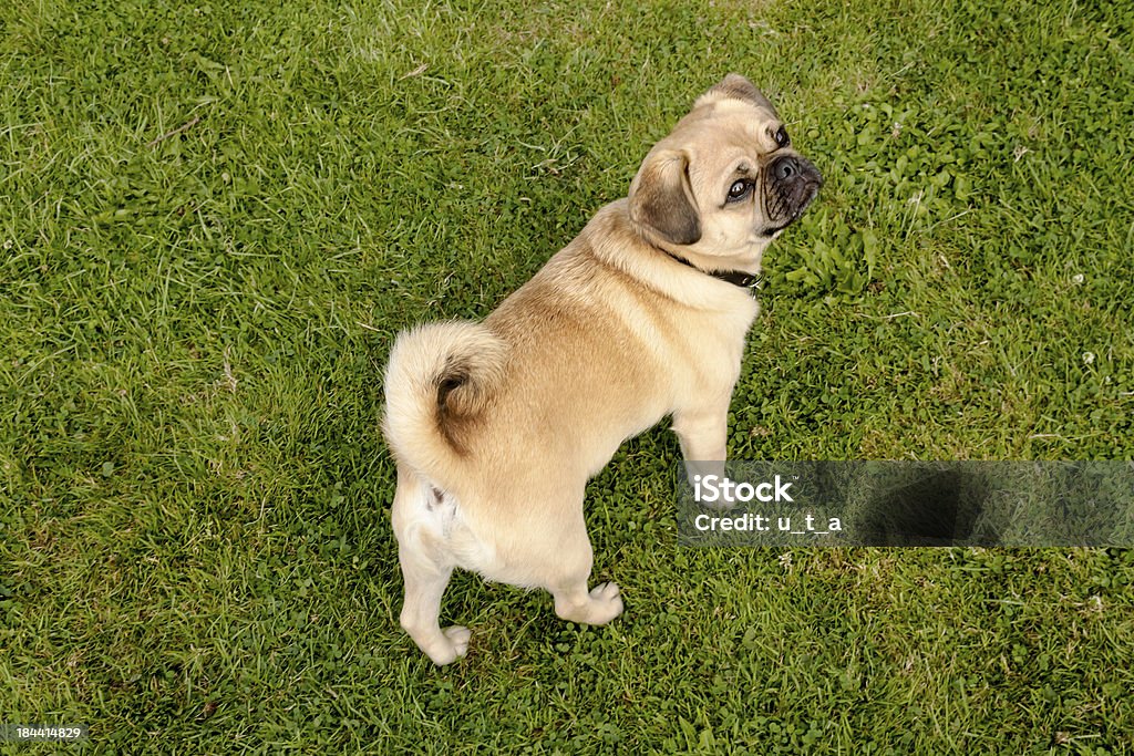 犬のパグの緑の芝生に公園 - ちやほやのロイヤリティフリーストックフォト