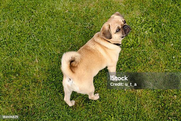 犬のパグの緑の芝生に公園 - ちやほやのストックフォトや画像を多数ご用意 - ちやほや, ふわふわ, やわらか