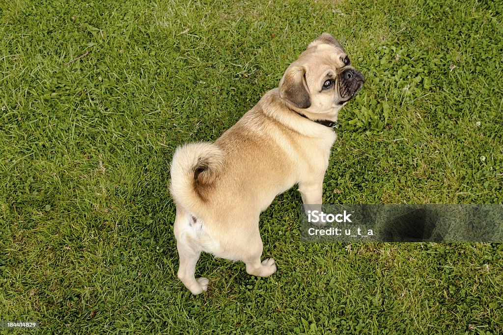 Pies Mops na zielonej trawie w parku - Zbiór zdjęć royalty-free (Bez ludzi)
