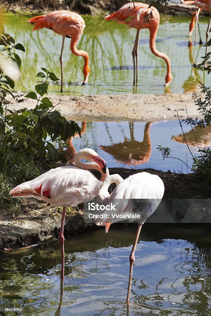 Flamingo aves al aire libre - Foto de stock de Agua libre de derechos