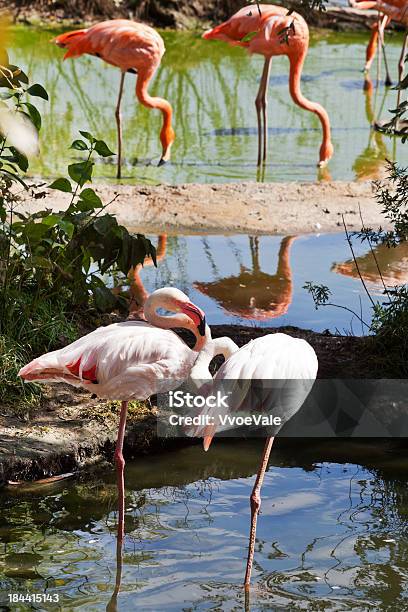 Flamingo Aves Al Aire Libre Foto de stock y más banco de imágenes de Agua - Agua, Aire libre, Animal