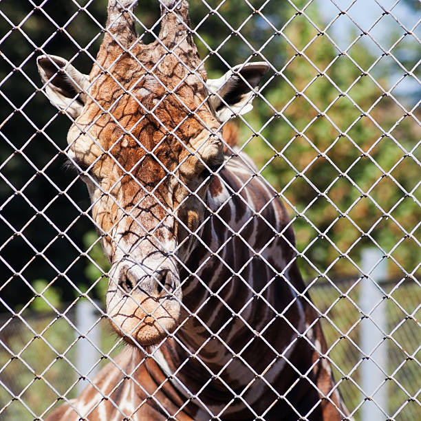 istock giraffe behind grid of open-air cage 184415159