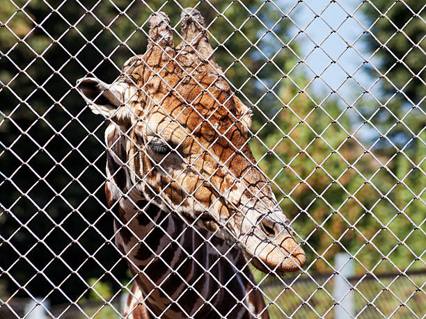 istock giraffe behind grid of open-air cage 184415167