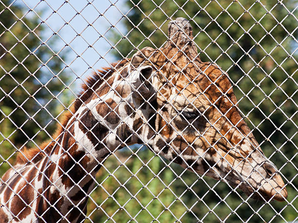 istock giraffe behind grid of open-air cage 184415191