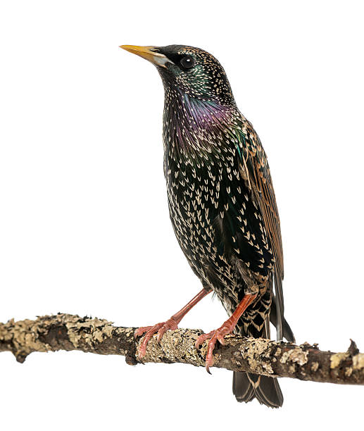 istock Common Starling perching on a branch, Sturnus vulgaris, isolated 184415447