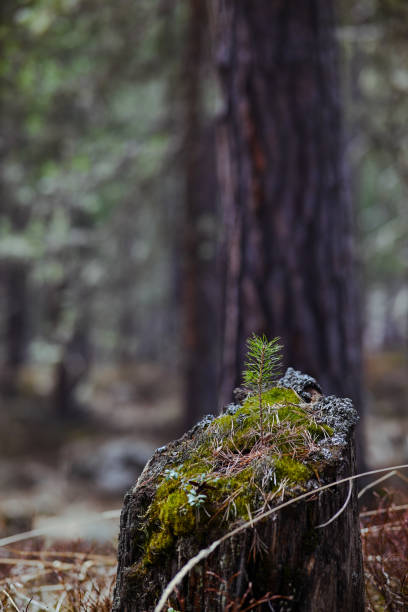 istock Photo of a tree stump 1844162363