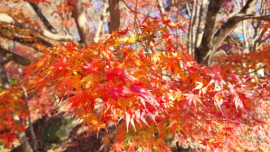 branches of the red and orange maple tree leaves in the autumn season, sunny day, close-up view in selective focus. autumn colorful red maple leaf under the maple tree.