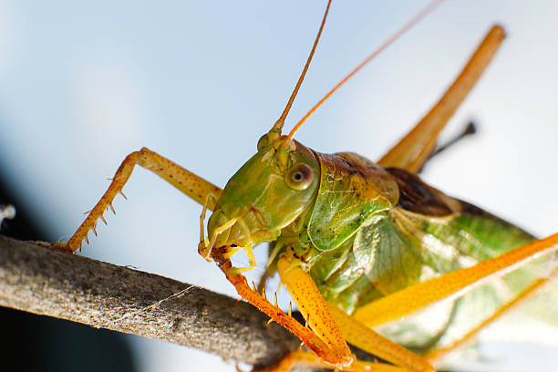 grasshopper stock photo