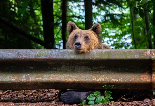istock Brown bear sits perched atop a fence rail, surveying its surroundings. 1844166502